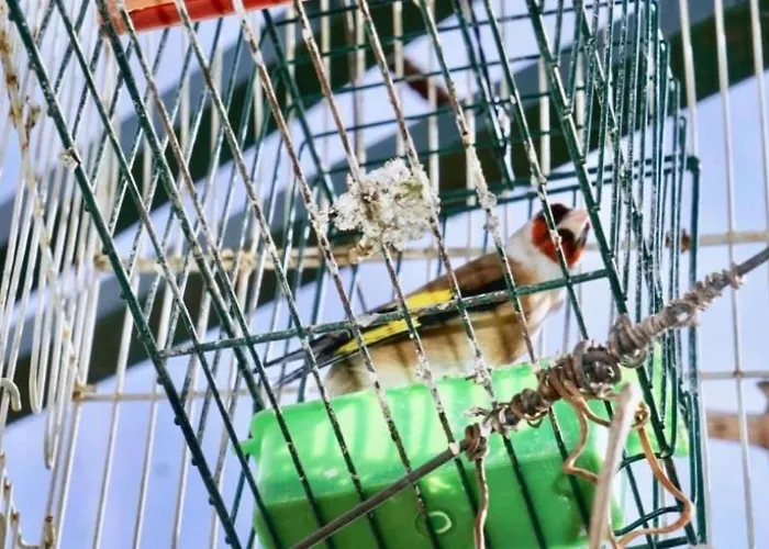 Roso With Sea View Trogir